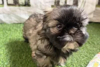 Pamela, a female Shih Tzu for sale in Sturgis, MI – Photo 10 of 10