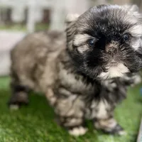 Pamela, a female Shih Tzu for sale in Sturgis, MI – Photo 6 of 10