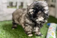 Pamela, a female Shih Tzu for sale in Sturgis, MI – Photo 6 of 10