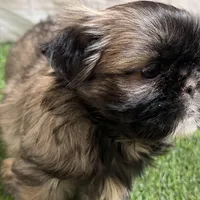 Pamela, a female Shih Tzu for sale in Sturgis, MI – Photo 9 of 10