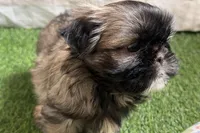 Pamela, a female Shih Tzu for sale in Sturgis, MI – Photo 9 of 10