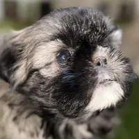 Pamela, a female Shih Tzu for sale in Sturgis, MI – Photo 2 of 10