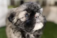 Pamela, a female Shih Tzu for sale in Sturgis, MI – Photo 2 of 10