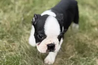 Libby, a female Boston Terrier for sale in Sturgis, MI – 8 of 10