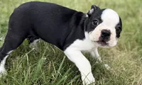 Libby, a female Boston Terrier for sale in Sturgis, MI – 10 of 10