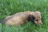Moya , a female Dachshund for sale in Sturgis, MI – 5 of 7