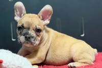 Desmond , a male French Bulldog for sale in Sturgis, MI – 1 of 10