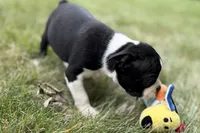 Nico, a female Boston Terrier for sale in Sturgis, MI – 4 of 9