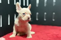 Dell , a male French Bulldog for sale in Sturgis, MI – 5 of 10