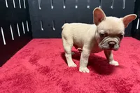 Leo, a male French Bulldog for sale in Sturgis, MI – 7 of 9