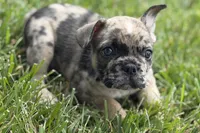 Snickers, a male French Bulldog for sale in Sturgis, MI – 4 of 10