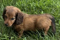 Moya , a female Dachshund for sale in Sturgis, MI – 3 of 7