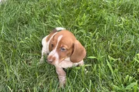 Martha , a female Dachshund for sale in Sturgis, MI – 6 of 6