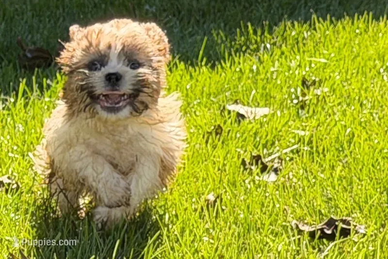 Idol – Shih Tzu puppy for sale in Sturgis, MI