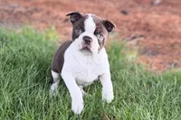 Yvette, a female Boston Terrier for sale in Sturgis, MI – 4 of 7
