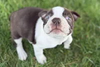 Yvette, a female Boston Terrier for sale in Sturgis, MI – 6 of 7