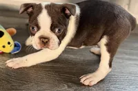 Yvette, a female Boston Terrier for sale in Sturgis, MI – Photo 2 of 9