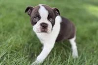Yvette, a female Boston Terrier for sale in Sturgis, MI – 5 of 7