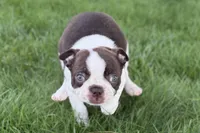 Yvette, a female Boston Terrier for sale in Sturgis, MI – 2 of 7