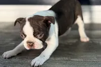 Yvette, a female Boston Terrier for sale in Sturgis, MI – Photo 5 of 9