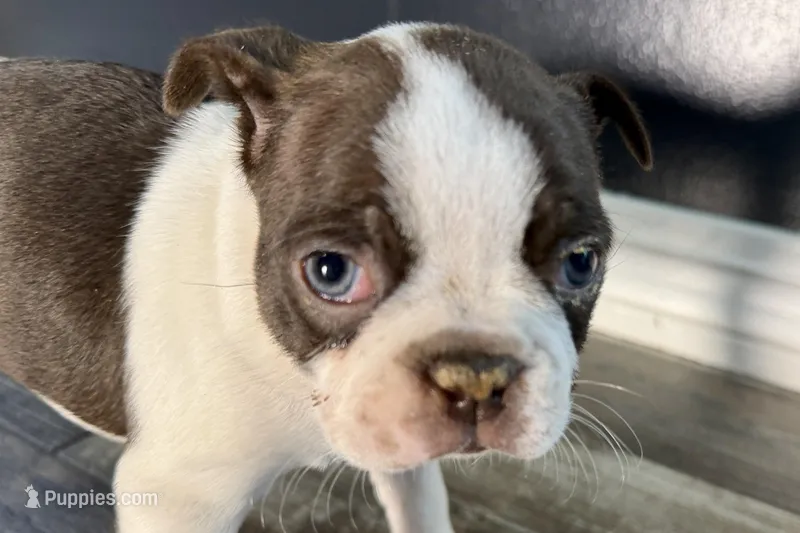 Yvette – Boston Terrier puppy for sale in Sturgis, MI