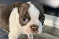 Yvette, a female Boston Terrier for sale in Sturgis, MI – Photo 1 of 9