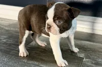 Yvette, a female Boston Terrier for sale in Sturgis, MI – Photo 6 of 9