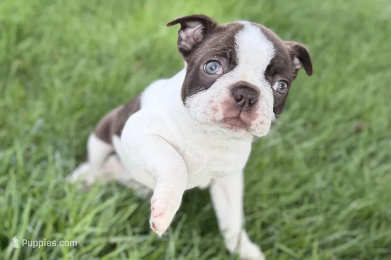 Yvette – Boston Terrier puppy for sale in Sturgis, MI