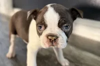 Yvette, a female Boston Terrier for sale in Sturgis, MI – Photo 7 of 9