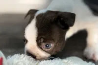 Yvette, a female Boston Terrier for sale in Sturgis, MI – Photo 3 of 9