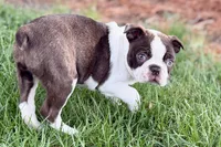 Yvette, a female Boston Terrier for sale in Sturgis, MI – 7 of 7