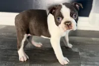 Yvette, a female Boston Terrier for sale in Sturgis, MI – Photo 8 of 9