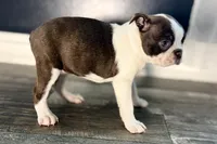 Yvette, a female Boston Terrier for sale in Sturgis, MI – Photo 9 of 9