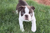 Yvette, a female Boston Terrier for sale in Sturgis, MI – 3 of 7