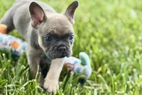 Star, a female French Bulldog for sale in Sturgis, MI – 6 of 10