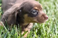 Wiggles, a female Dachshund for sale in Sturgis, MI – 10 of 10