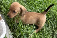 Mavey, a female Dachshund for sale in Sturgis, MI – 5 of 6