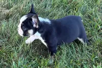 Cookie, a female French Bulldog for sale in Sturgis, MI – 4 of 10