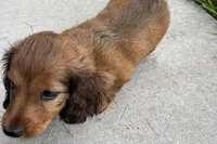 Moya , a female Dachshund for sale in Sturgis, MI – 6 of 7