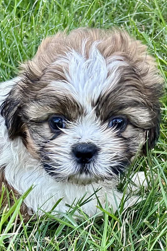 Idol – Shih Tzu puppy for sale in Sturgis, MI