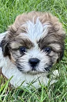 Idol, a male Shih Tzu for sale in Sturgis, MI – 1 of 8