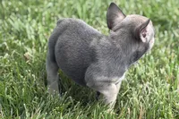 Star, a female French Bulldog for sale in Sturgis, MI – 10 of 10