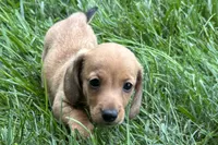 Mavey, a female Dachshund for sale in Sturgis, MI – 2 of 6