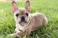 Flutter, a female French Bulldog for sale in Sturgis, MI – 7 of 10