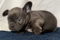 Finbar, a male French Bulldog for sale in Sturgis, MI – 2 of 10