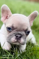 Juniper, a female French Bulldog for sale in Sturgis, MI – 3 of 9