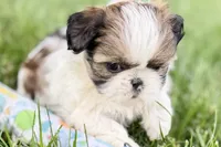 Velvet, a female Shih Tzu for sale in Sturgis, MI – 4 of 10