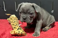 Lionel, a male French Bulldog for sale in Sturgis, MI – 4 of 10
