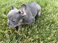 Emmy, a female French Bulldog for sale in Sturgis, MI – 8 of 8