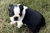 Nova, a female Boston Terrier for sale in Sturgis, MI – 2 of 9